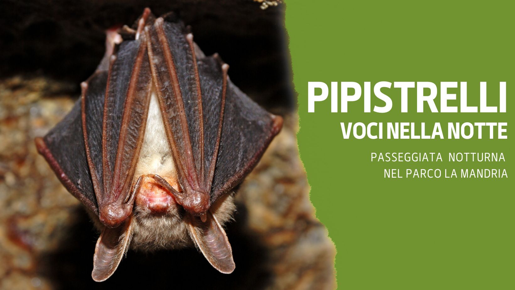 Pipistrellli – Voci nella Notte